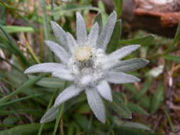 Image of edelweiss