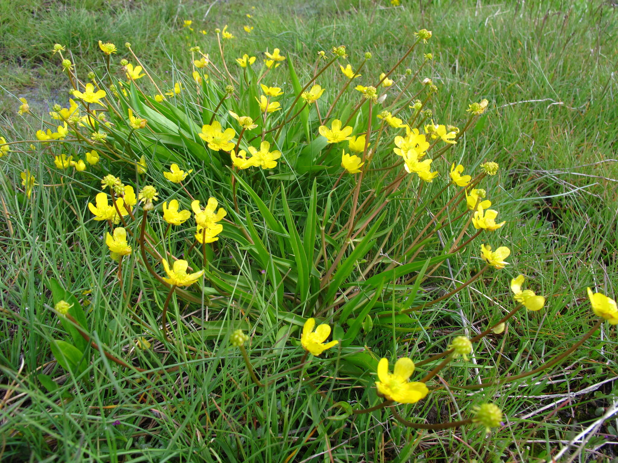 Imagem de Ranunculus alismifolius Geyer ex Benth.