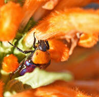 Image of Amethyst Fruit Chafer