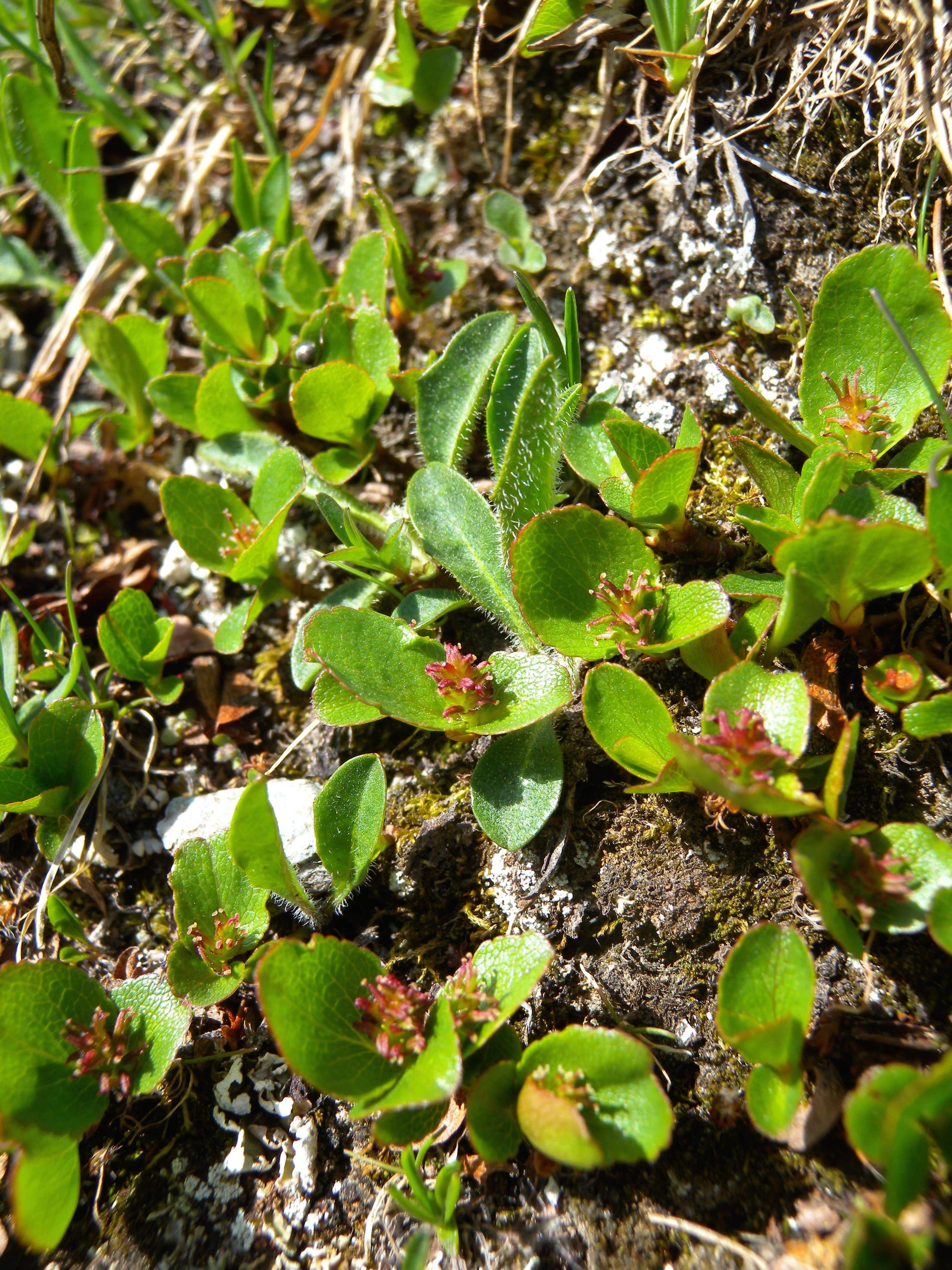 Image of snowbed willow