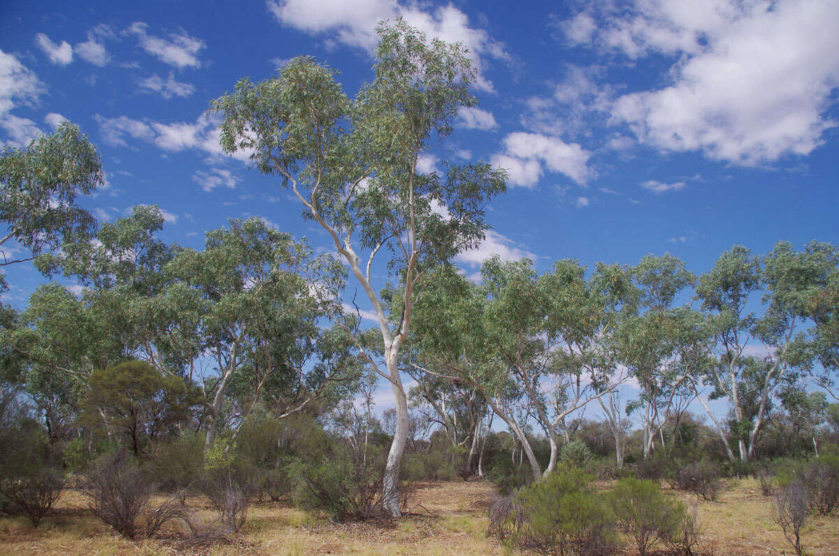 Image of Eucalyptus camaldulensis subsp. arida Brooker & M. W. Mc Donald