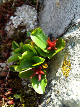 Image of snowbed willow