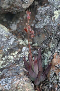 Image of Cotyledon orbiculata var. dactylopsis Tölken