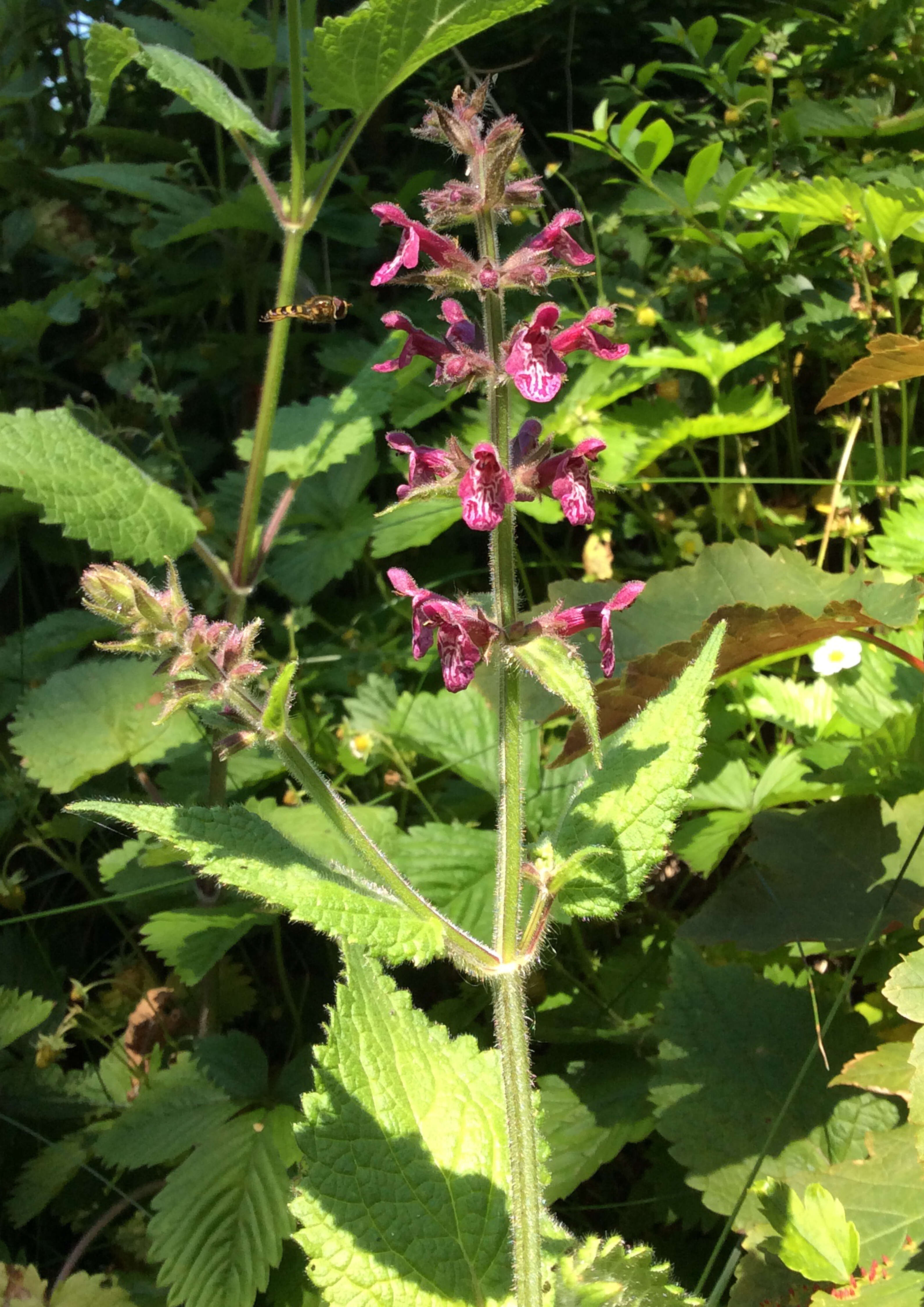 Image of hedge nettle