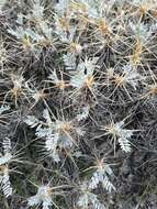 Image of Astragalus arnacanthoides (A. Boriss.) A. Boriss.