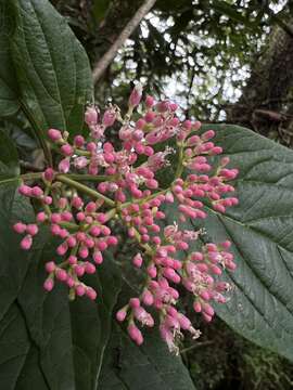 Image de Viburnum urceolatum Sieb. & Zucc.