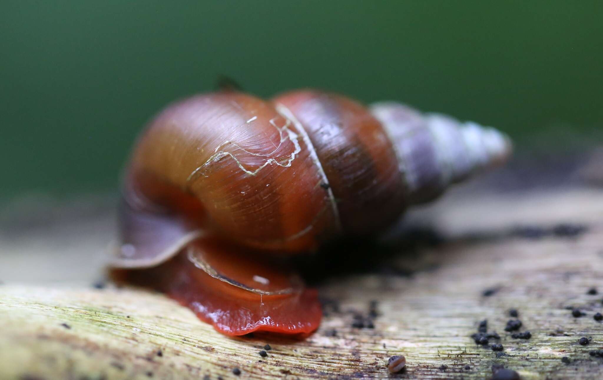 Image de Coptocheilus anostomus