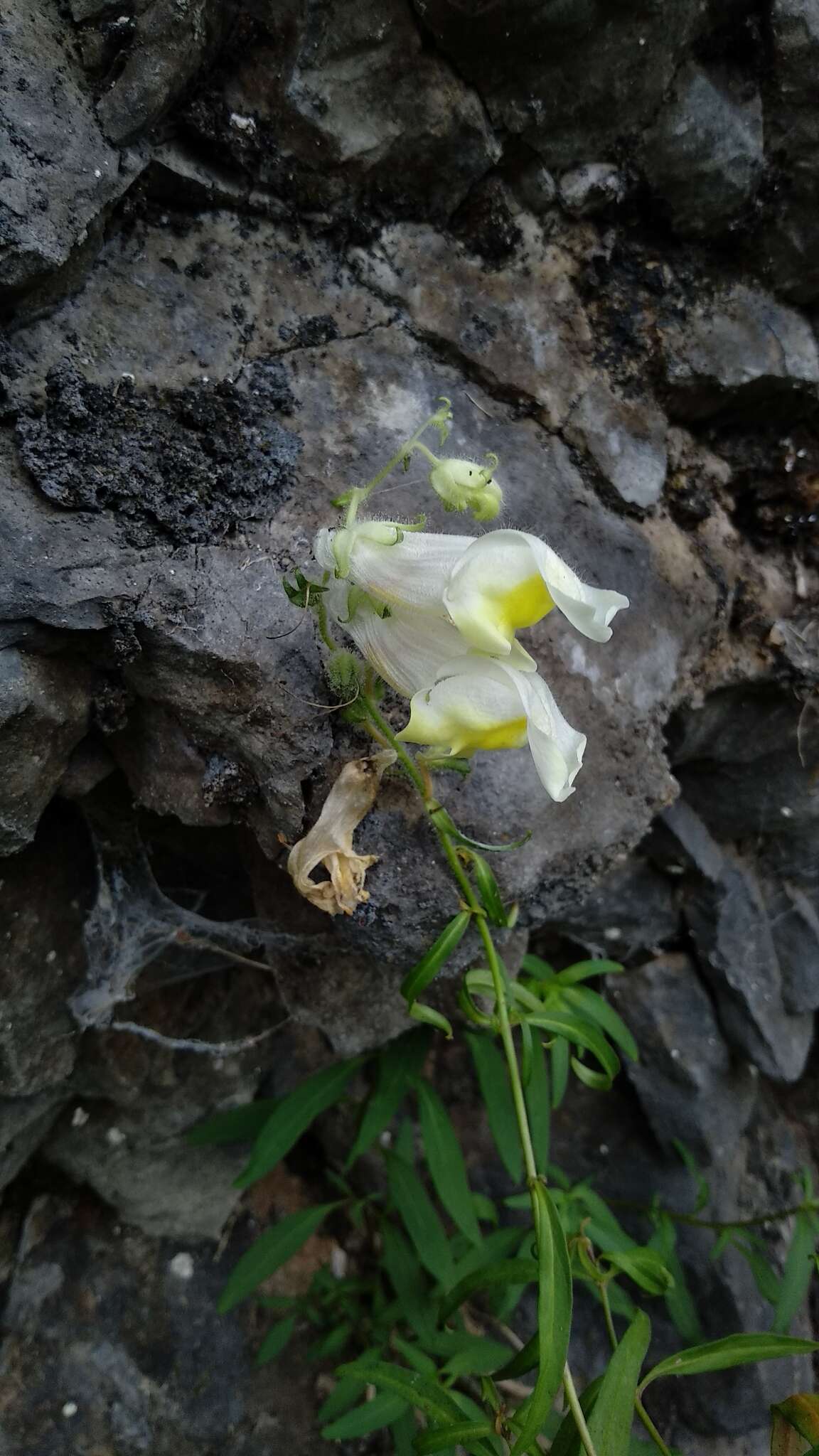 Image of Antirrhinum braun-blanquetii Rothm.