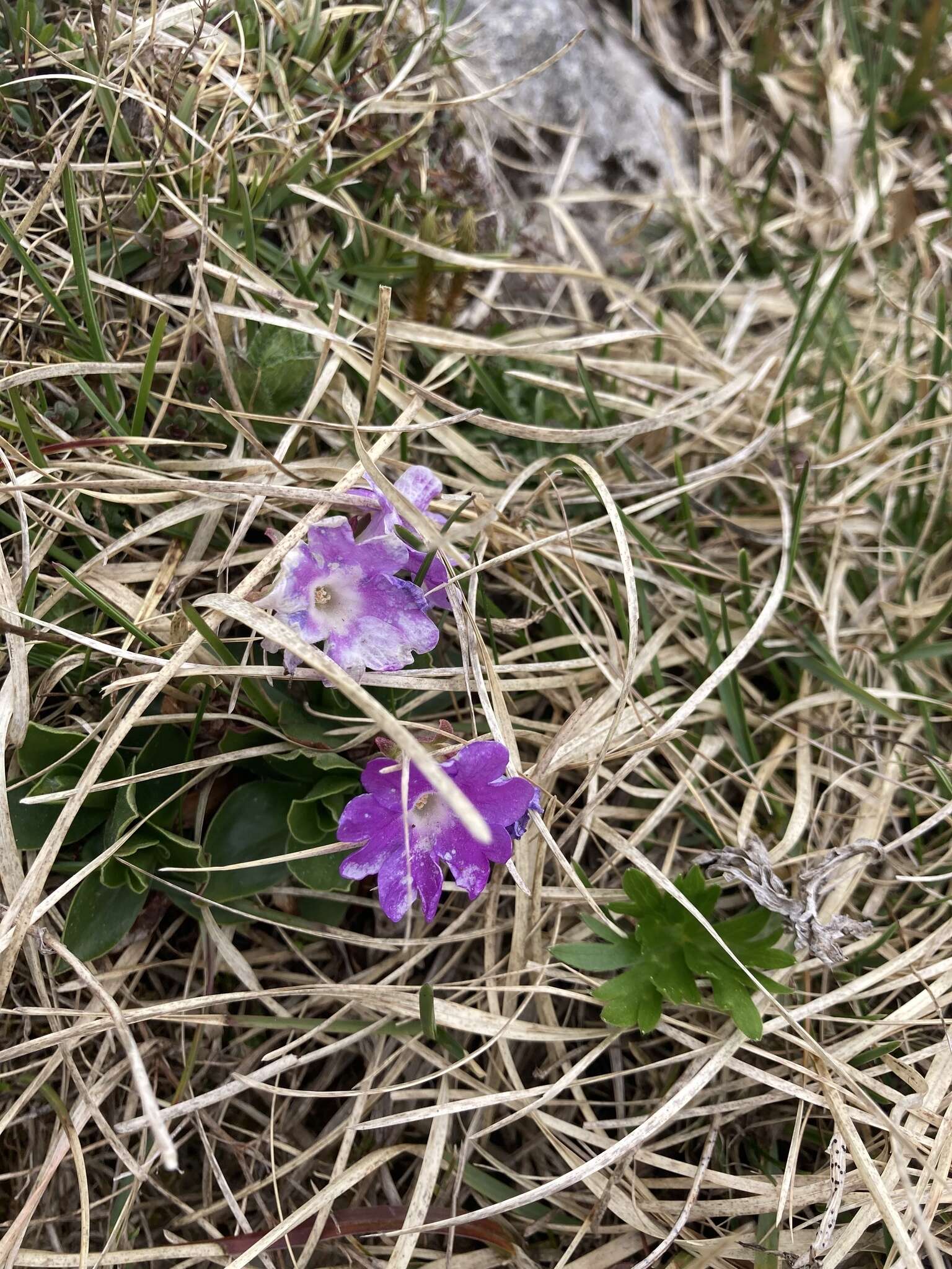 Plancia ëd Primula clusiana Tausch