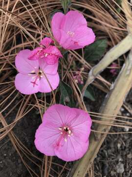 Image of Oenothera deserticola (Loes.) Munz