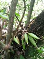 Image de Prosthechea squalida (Lex.) Soto Arenas & Salazar