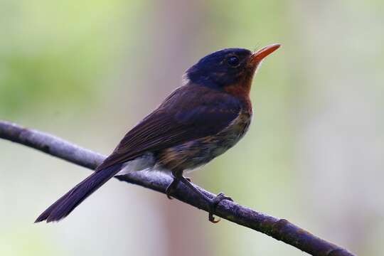 Image of Chestnut-throated Flycatcher