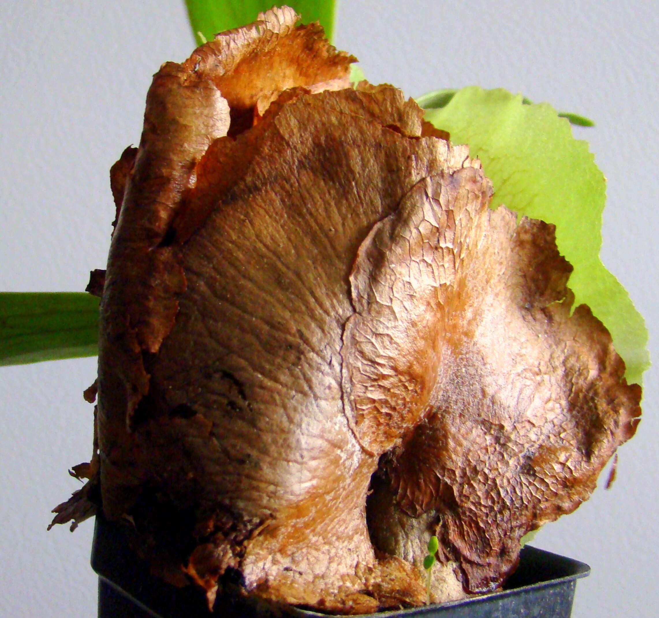 Image of elkhorn fern