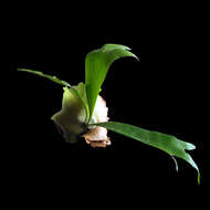 Image of elkhorn fern