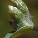 Image of Troglophyton capillaceum subsp. diffusum (DC.) Hilliard