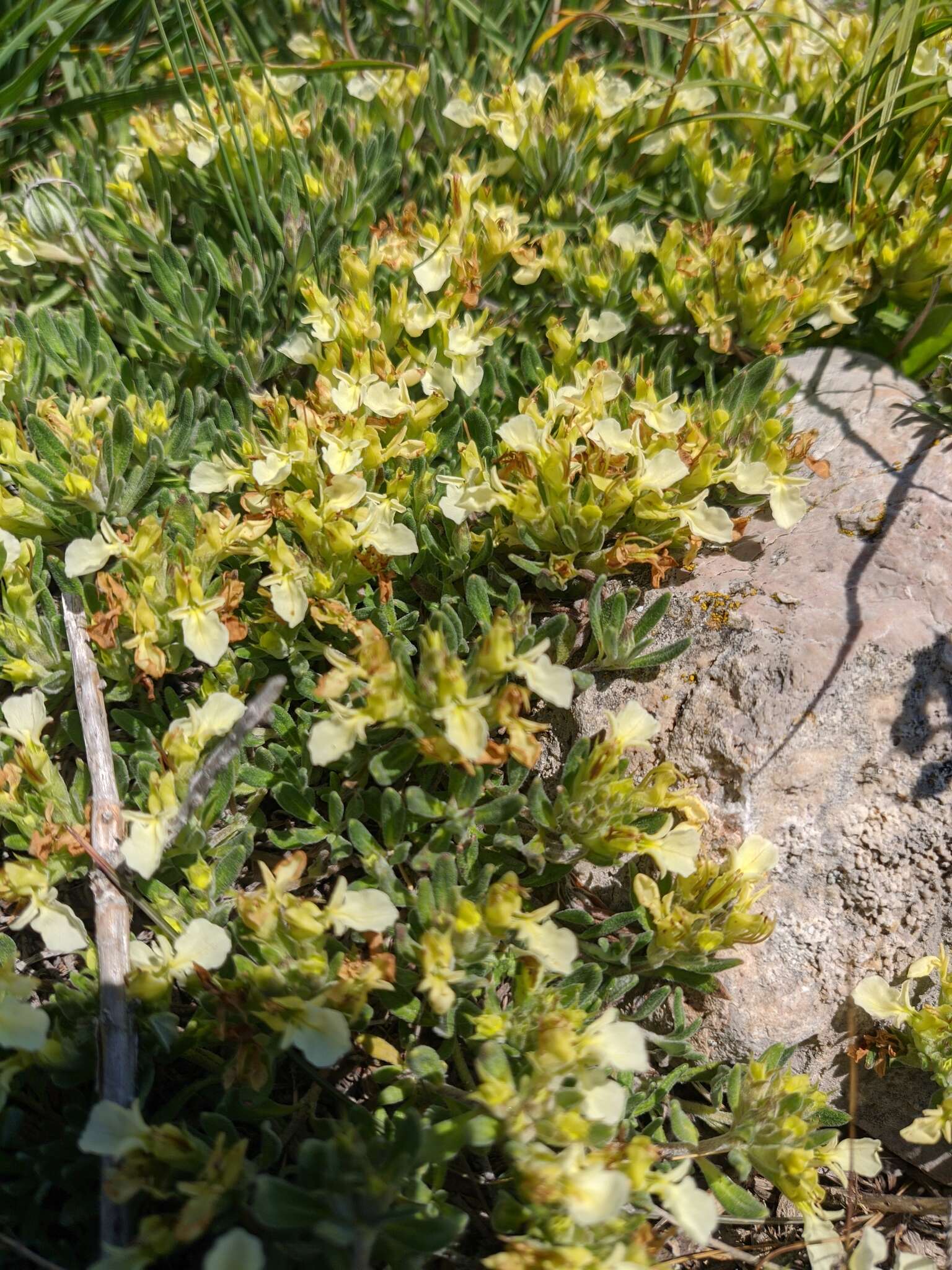 Image of Teucrium montanum subsp. montanum