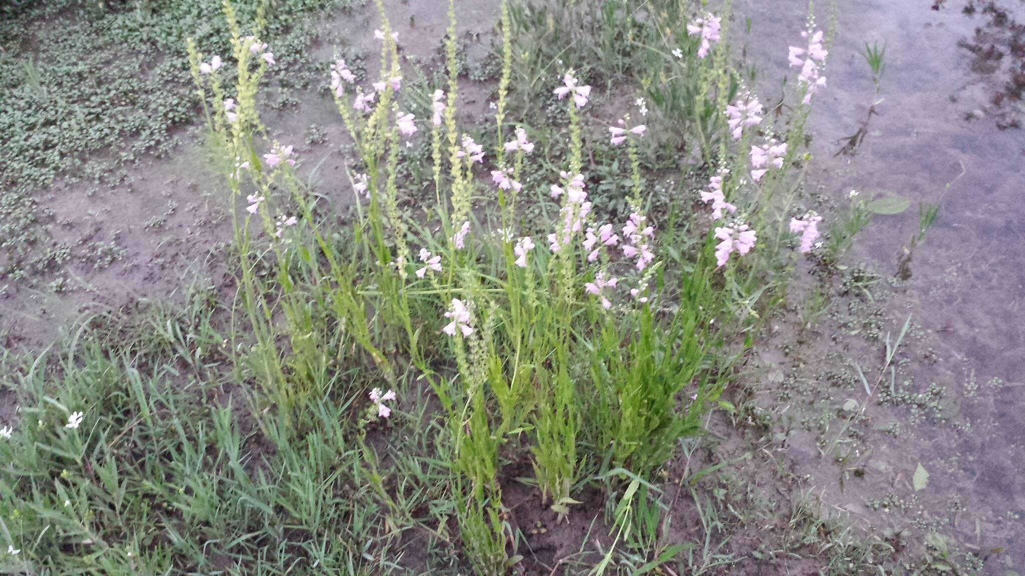 Image of Slender False Dragonhead