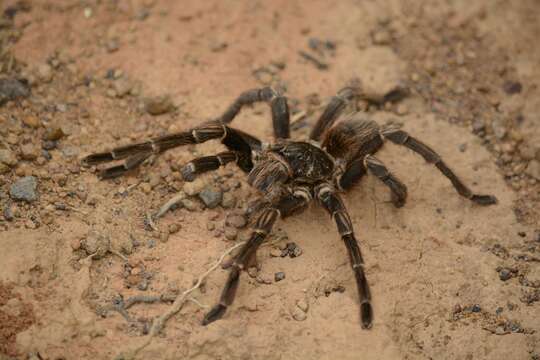 Image of Acanthoscurria paulensis Mello-Leitão 1923