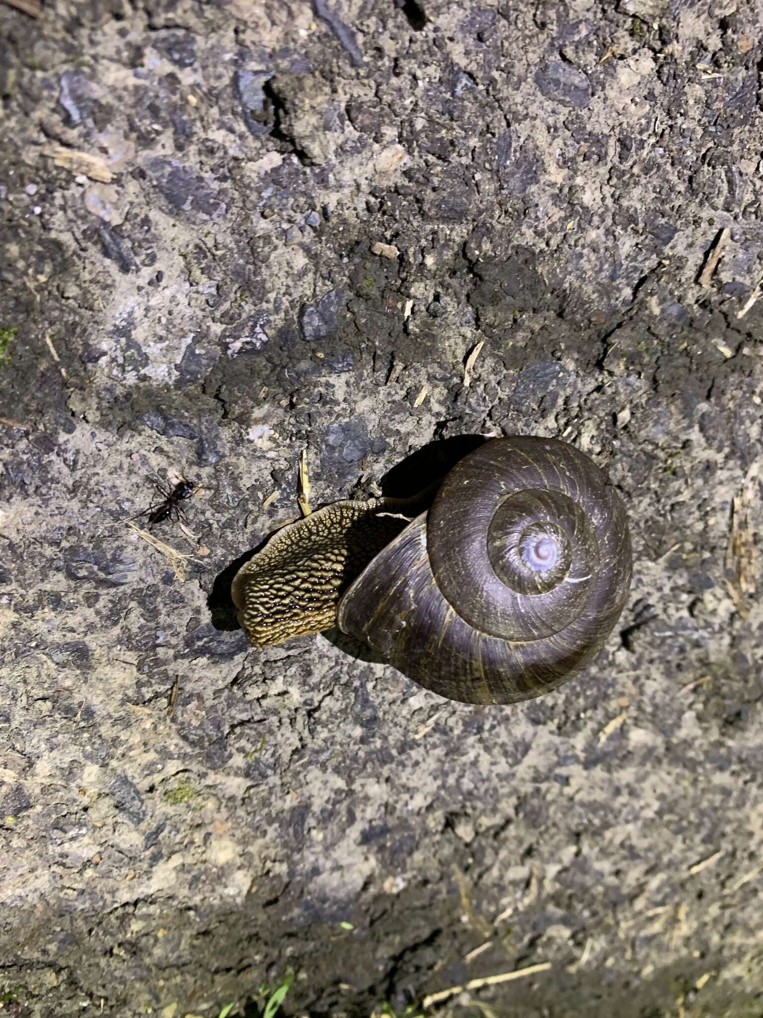 Image of Nesiohelix swinhoei (L. Pfeiffer 1866)