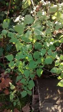 Image of Common Nettle