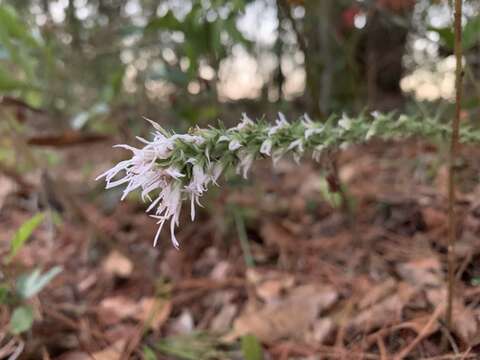 Слика од Liatris elegans (Walt.) Michx.