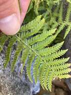 Image of Nevada marsh fern