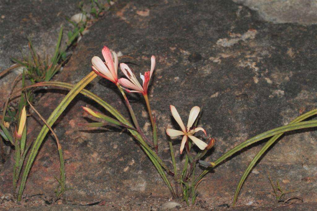 Image of Geissorhiza confusa Goldblatt