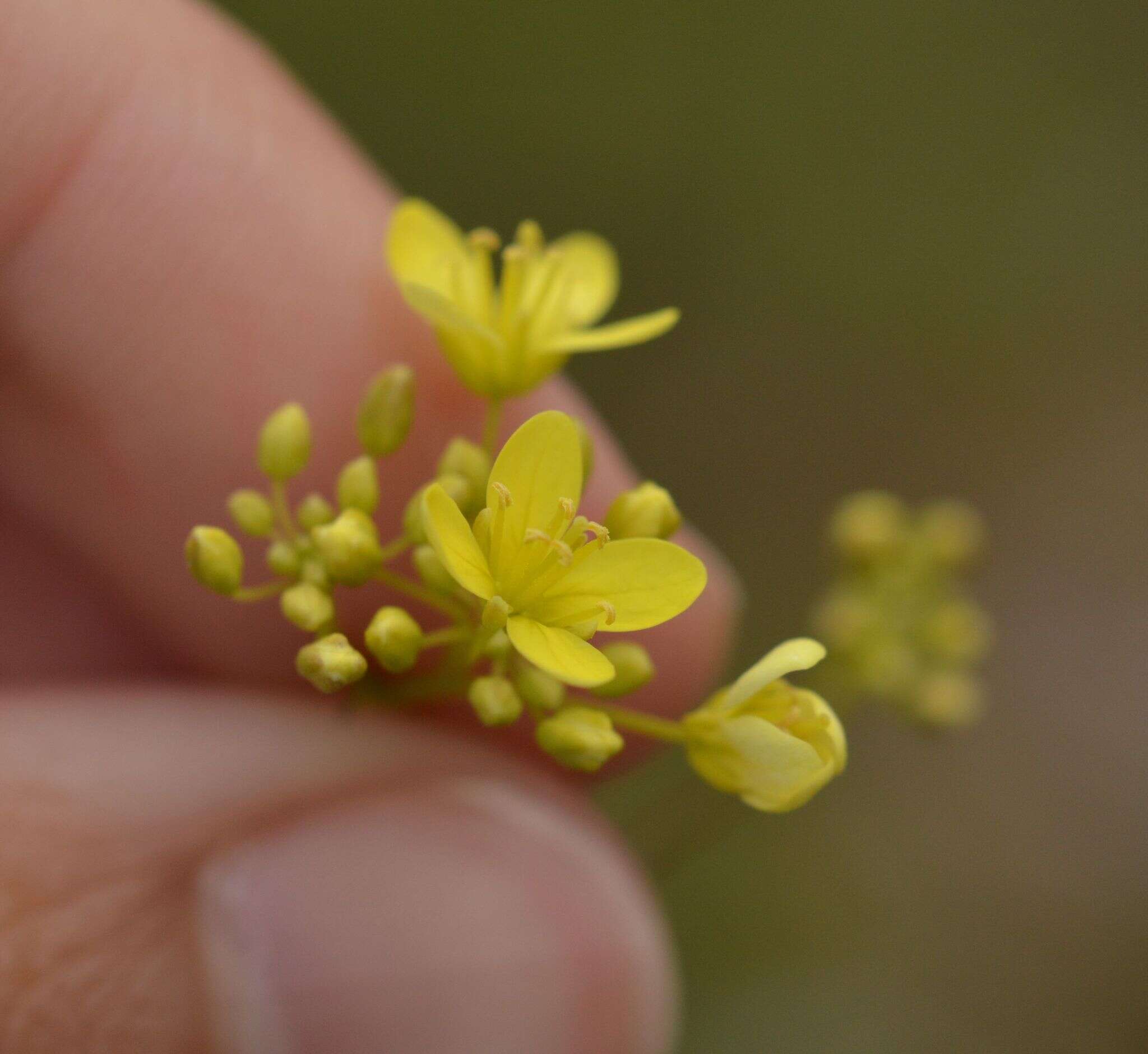 Слика од Biscutella coronopifolia L.