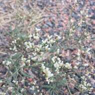 Image of spreading buckwheat