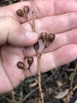 Imagem de Eucalyptus sieberi L. A. S. Johnson