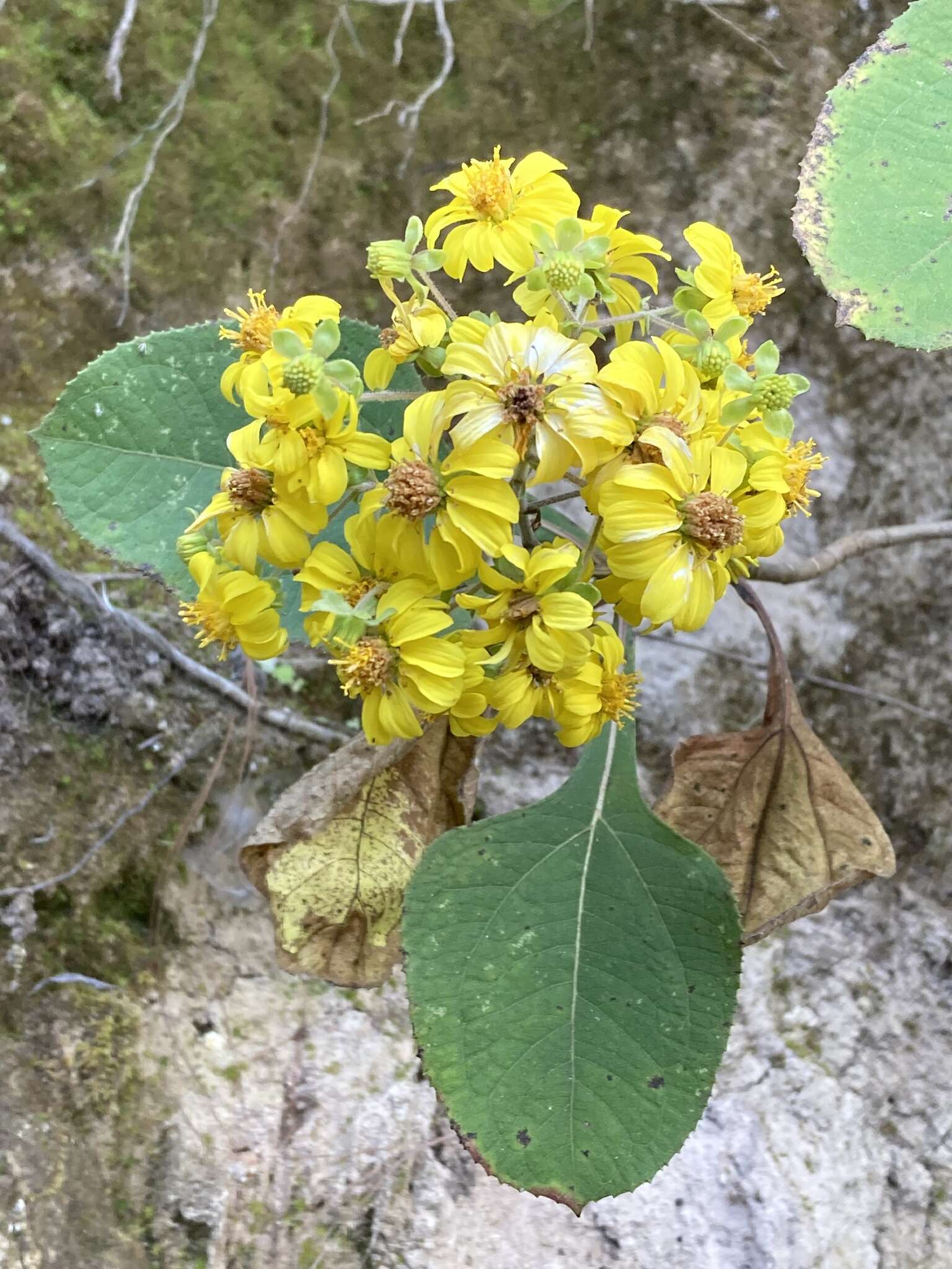 Image of Rumfordia floribunda DC.