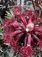 Image of Drosera kaieteurensis Brumm.-Ding.