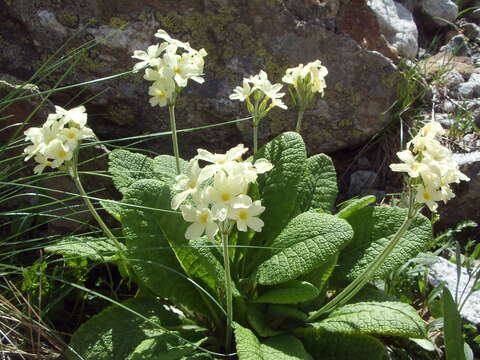 Image of Primula ruprechtii Kusnez. ex Lipsky