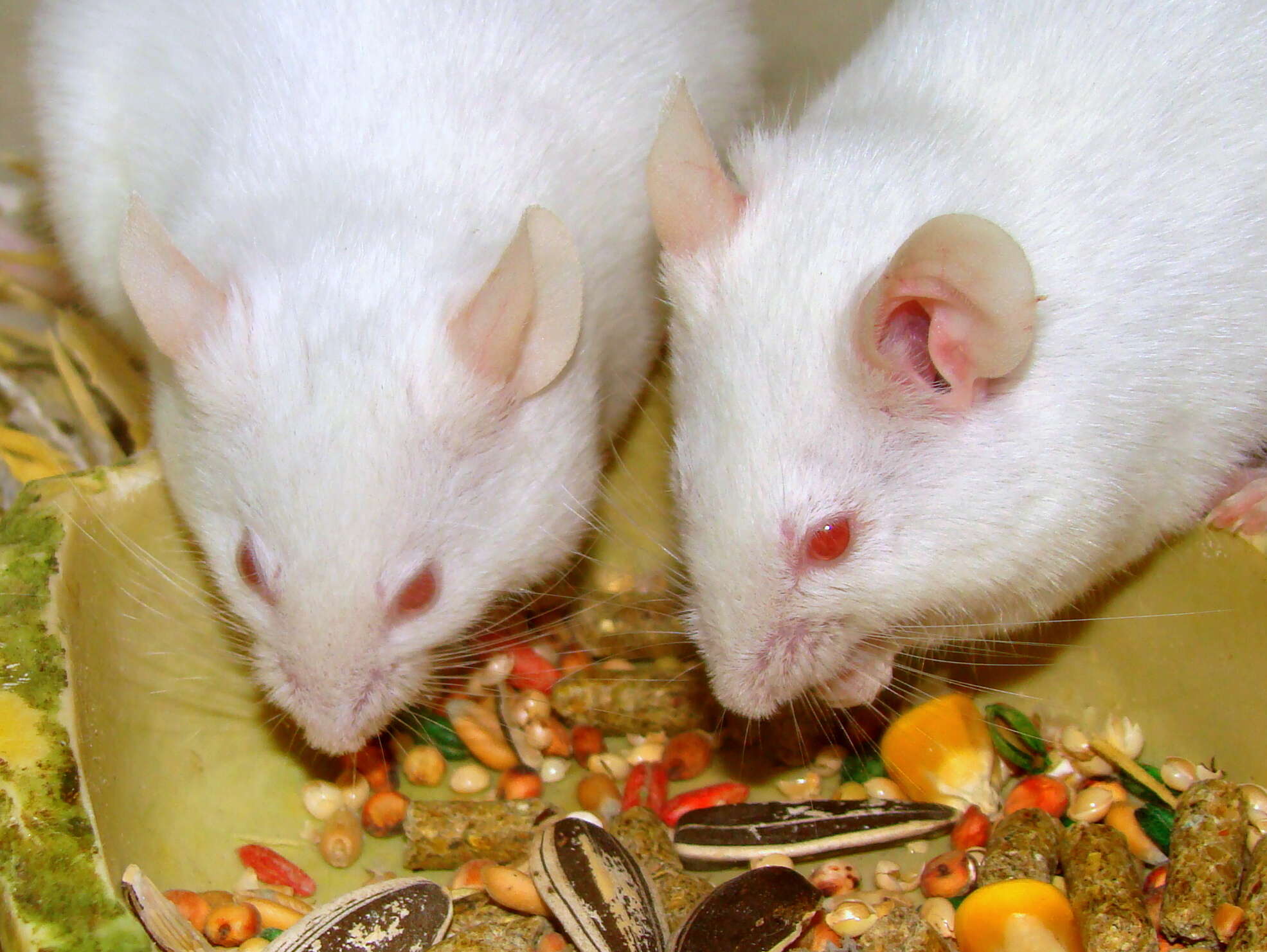 Image of Old World Mice and Pygmy Mice