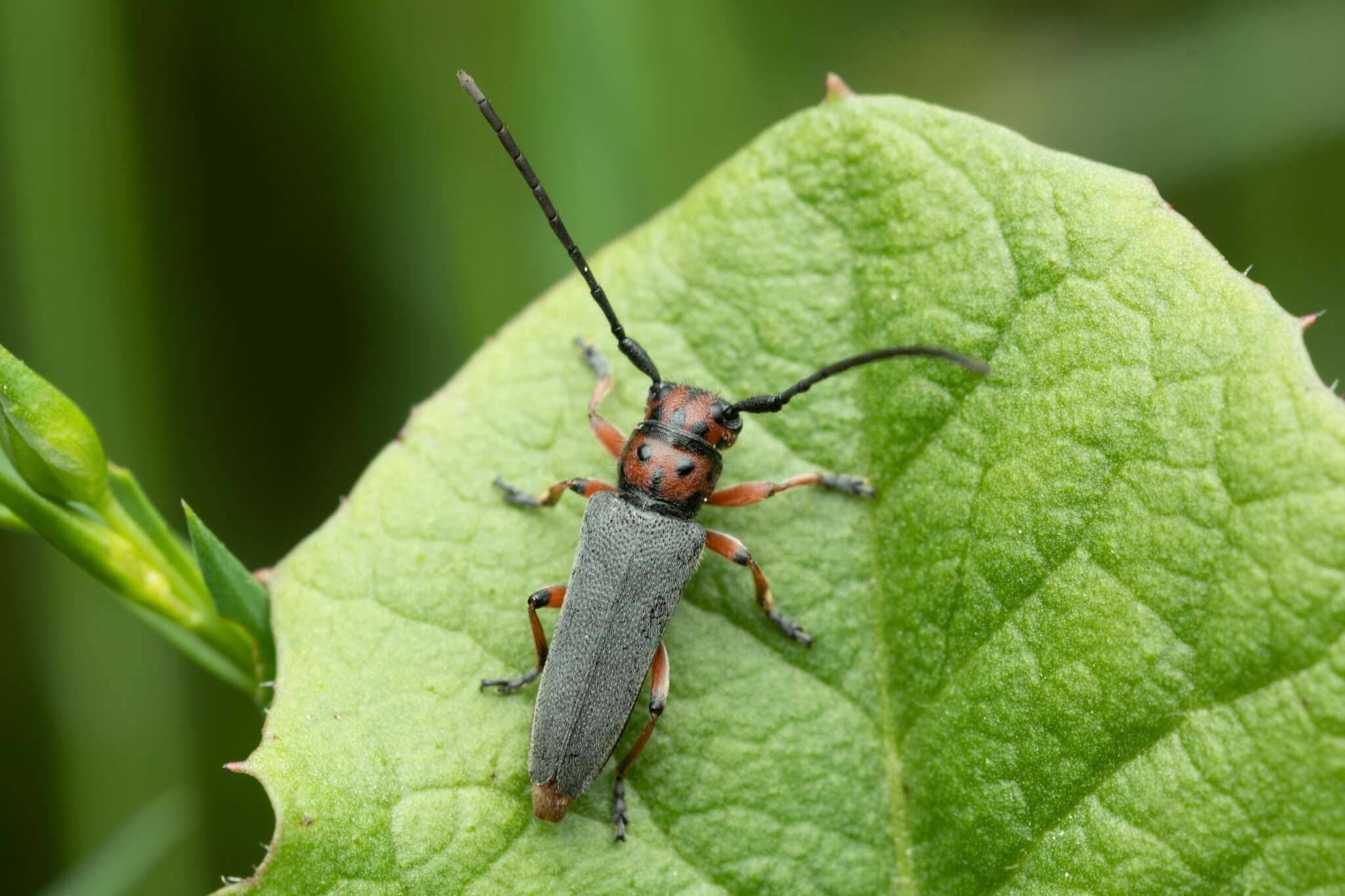 Image of Phytoecia (Musaria) rubropunctata (Goeze 1777)