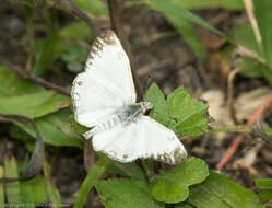 Image of Turk's-Cap White-Skipper