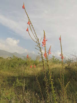 Image of Lamourouxia rhinanthifolia Kunth