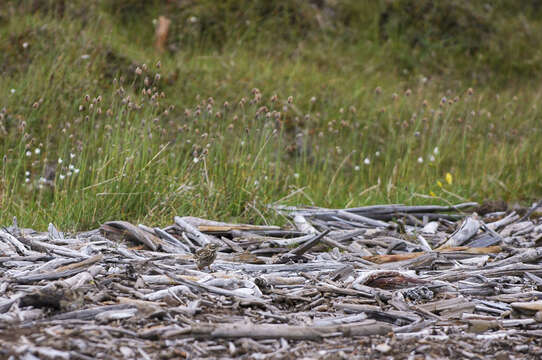 Image of Pechora Pipit