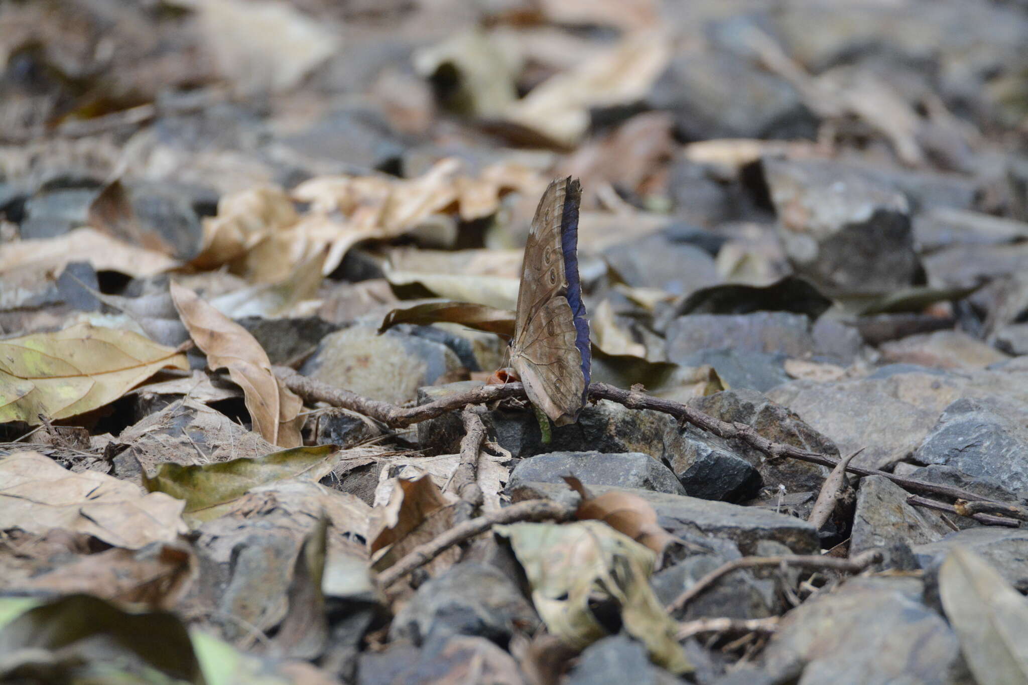 Image of Morpho menelaus amathonte