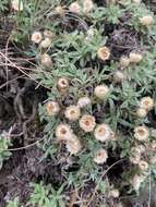 Image of Helichrysum confertifolium Klatt