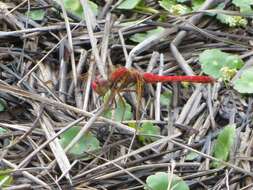 Image de Sympetrum gilvum (Selys 1884)