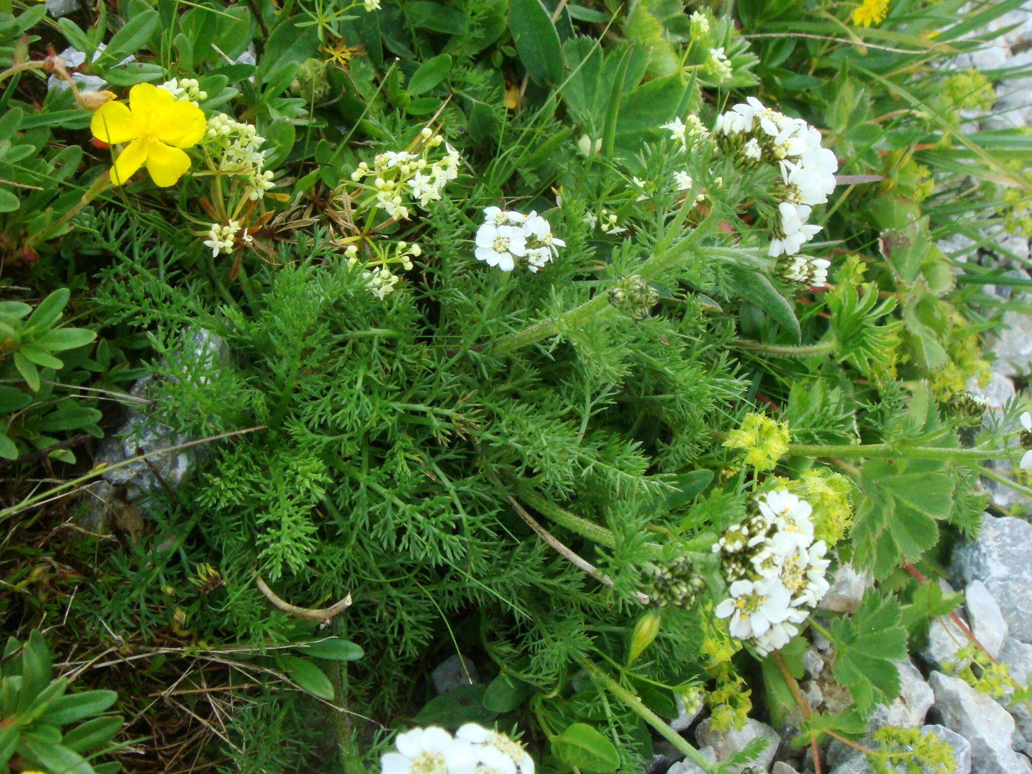 Sivun Achillea clusiana Tausch kuva