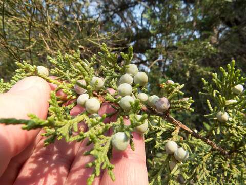 Image of Arizona Juniper