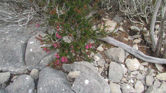 Image of Erica curtophylla Guthrie & Bolus