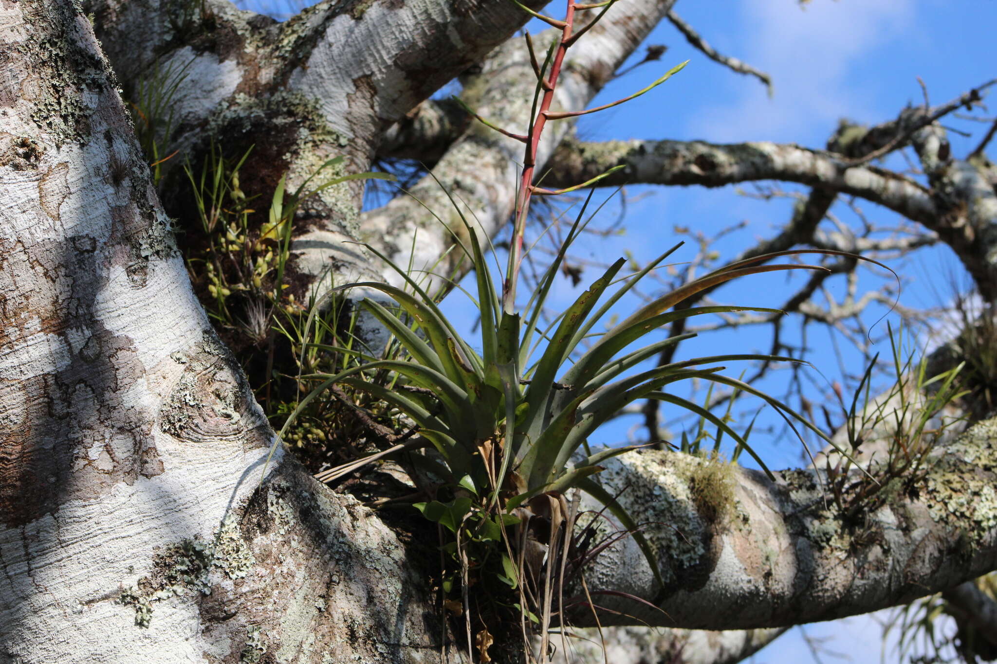 Imagem de Tillandsia elusiva Pinzón, I. Ramírez & Carnevali