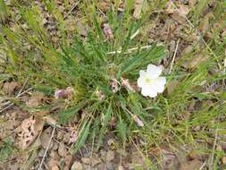 Image de Oenothera cespitosa subsp. marginata (Nutt. ex Hook. & Arn.) Munz