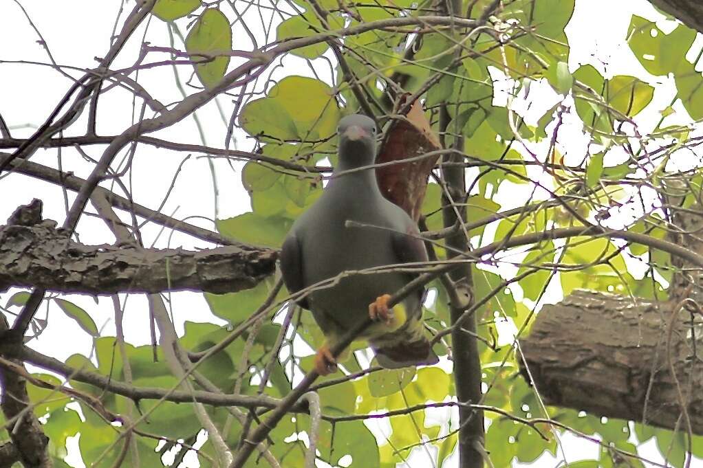 Image of Pemba green-pigeon