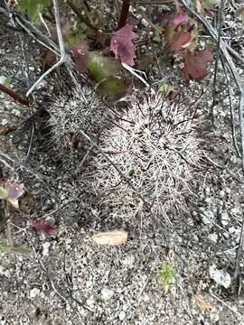 Image of Mammillaria hutchisoniana (H. E. Gates) Boed.