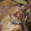 Image of Sreeni's Golden-backed frog