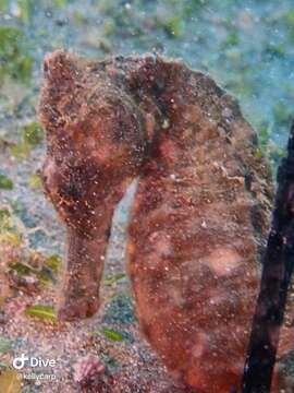 Image of Common seahorse